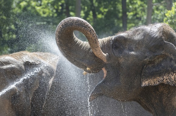 epa09298930 Asian elephants (Elephas maximus) get a cooling shower from animal keeper Gabor Vadasz in Nyiregyhaza Animal Park in Nyiregyhaza, Hungary, 24 June 2021. National Meteorological Service iss ...