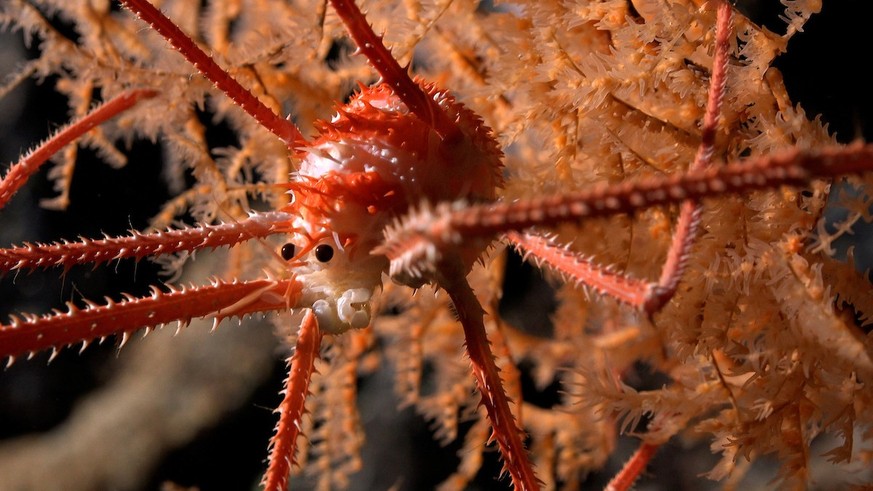 A stocky lobster documented in coral at a depth of 669 meters on Seamount JF2.  An international group of scientists aboard a recent Schmidt Ocean Institute expedition believe they have discovered more…