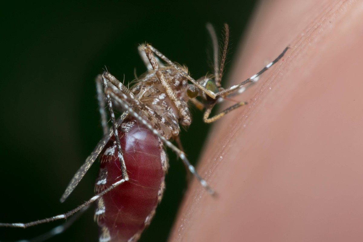 Un moustique aspirant du sang. La période estivale est indissociable de ces nuisibles volants.