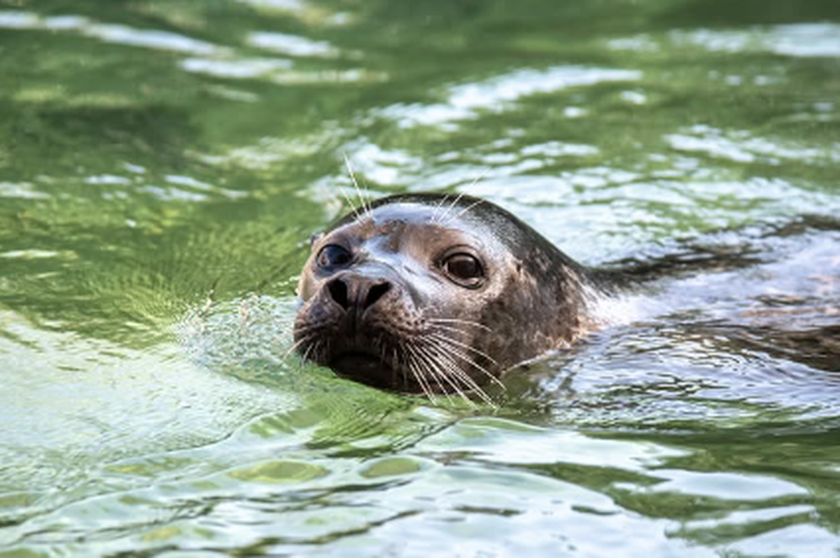 Seehund Saluk Tierpark Bern