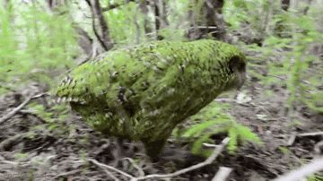 Animiertes GIF