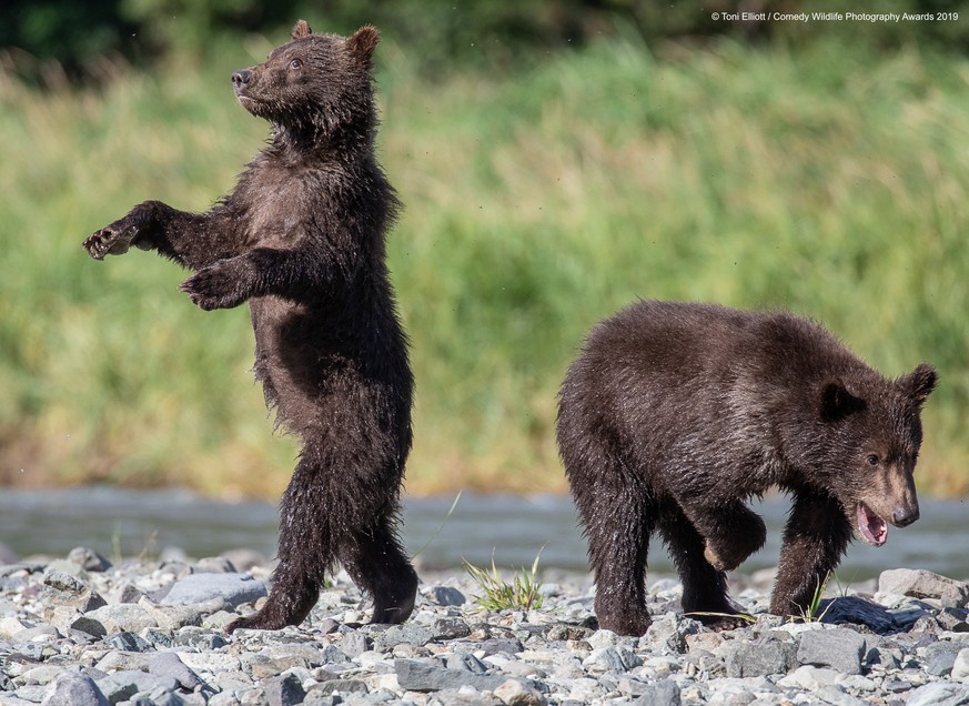 The Comedy Wildlife Photography Awards 2019
Toni Elliott
Modbury
Australia
Phone: 4021010630
Email: toni.elliott@bigpond.com
Title: Grizzly babies
Description: Cute Grizzley bear twin cubs.
Animal: Gr ...
