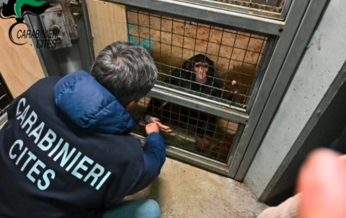 Carabinieri begutachten den illegal gehaltenen Schimpansen.