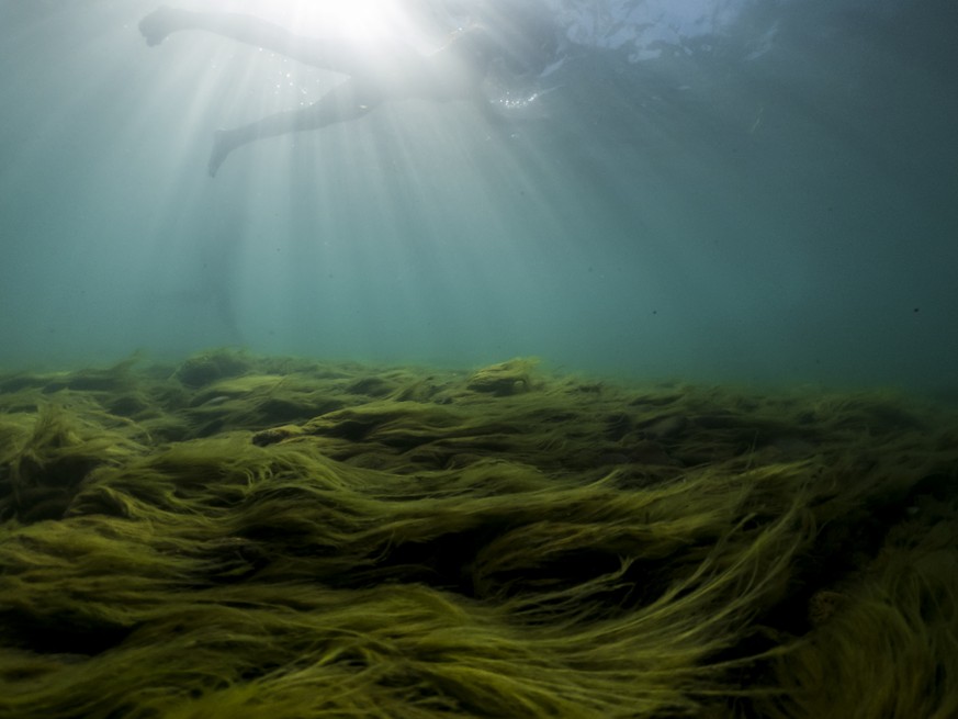 Algae on the bottom of the Aare, on Wednesday, August 3, 2022 in Bern.  Since the beginning of summer, Switzerland has been plagued by severe heat waves and periods of drought.  (KEYSTONE/Anthony Anex)