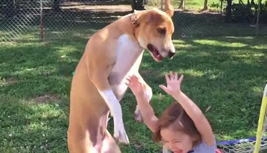 Der Moment, in dem der Hund mit Entsetzen merkt, dass er gleich auf sein Fr...