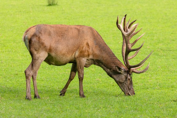 Ein Hirsch mit mindestens drei Enden am Ende der Stange hat eine Krone und heisst deswegen Kronenhirsch (Symbolbild)
