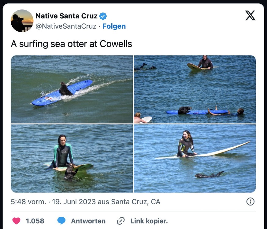 Seeotter erobert Surfbrett in Kalifornien (19. Juni 2023)
