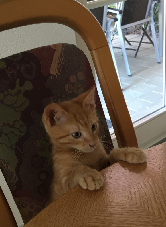 23 Tiere, bei denen du zuerst denkst «Jööö», dann «WTF?!» und dann wieder «Jööö»
Da ich gerade tägliche Cute News habe und es heute ein bisschen cuteness fehlt, bitteschön: