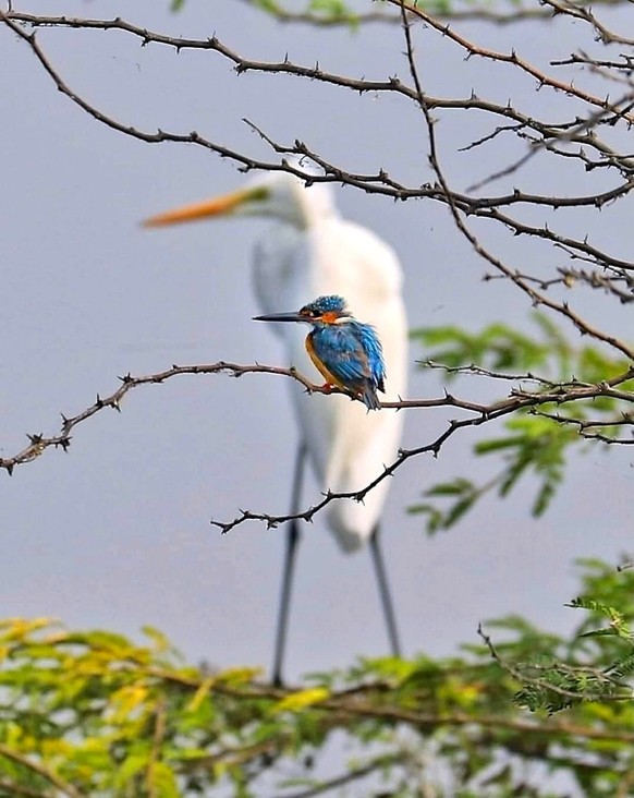 Du denkst, du bist unfotogen? Dann hast du diese 27 Tiere noch nicht gesehen\nTiefenschärfe macht's: Perfektes Timing und ein scharf fokussierter Eisvogel, mit einem Silberreiher im Hintergrund.
 ...