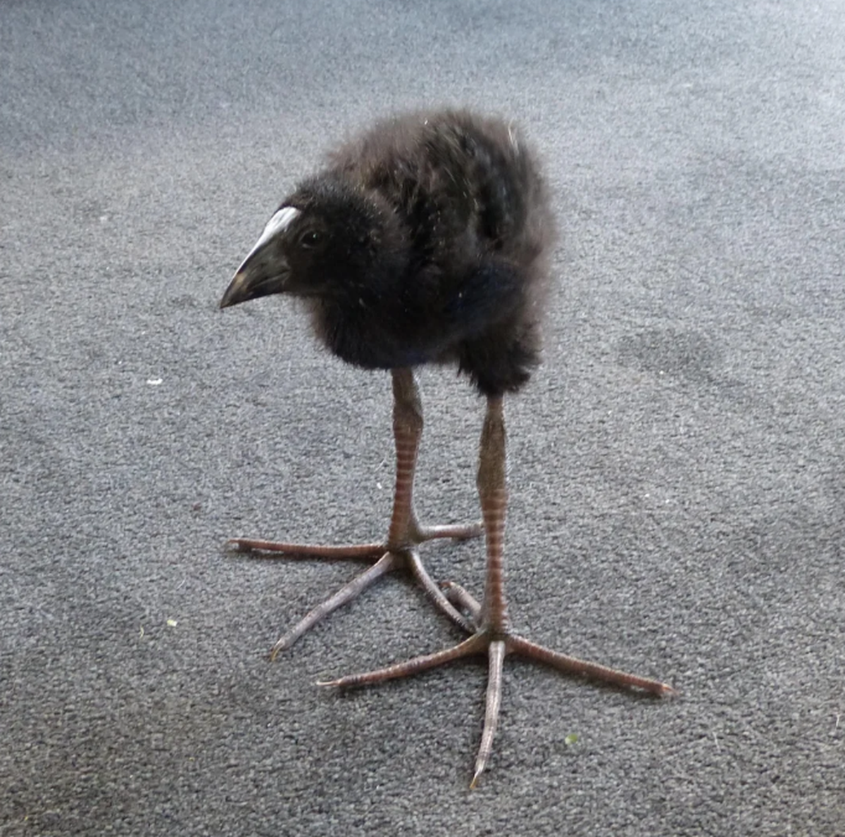 Pukeko

https://preview.redd.it/here-in-new-zealand-pukeko-are-born-as-spready-toes-fluff-v0-tum2fwsc97uh1.jpeg?width=1080&amp;crop=smart&amp;auto=webp&amp;s=dc0ef2b7329c44e1890a43be990999c25412922b