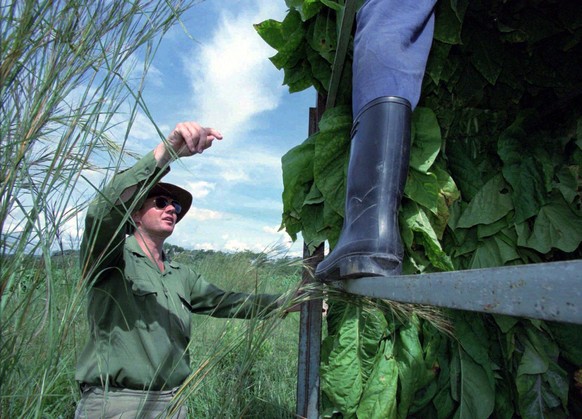 Zimbabwean farmer Warwick Evans talks to his farmworkers during collecting of tobacco crop at his farm 100kms west of Harare, Saturday, January 24. 1998. Mr. Evans, a third generation Zimbabwean, who  ...