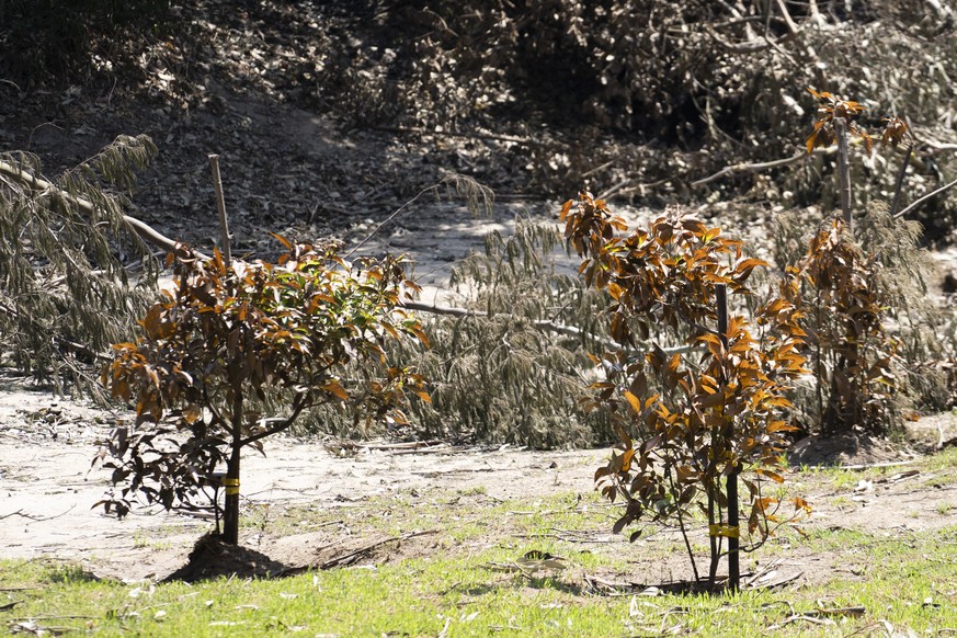 epa11129779 Several trees, sent to Chile as part of the Hiroshima Green Legacy program, still stand in the Vina del Mar Botanical Garden, despite a fire that destroyed the garden in Vin...