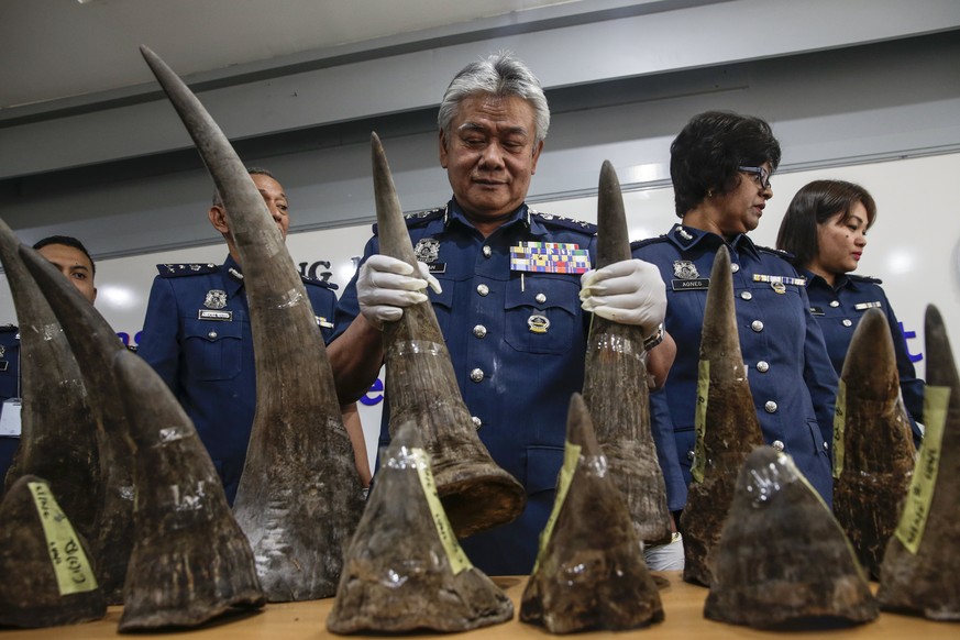 epa05900689 Director of Kuala Lumpur International Airport (KLIA) Customs Hamzah Sundang (C) holds two of the eighteen African Rhino Horns worth 2.91 million euro ( MYR 13.6 million) during a press co ...