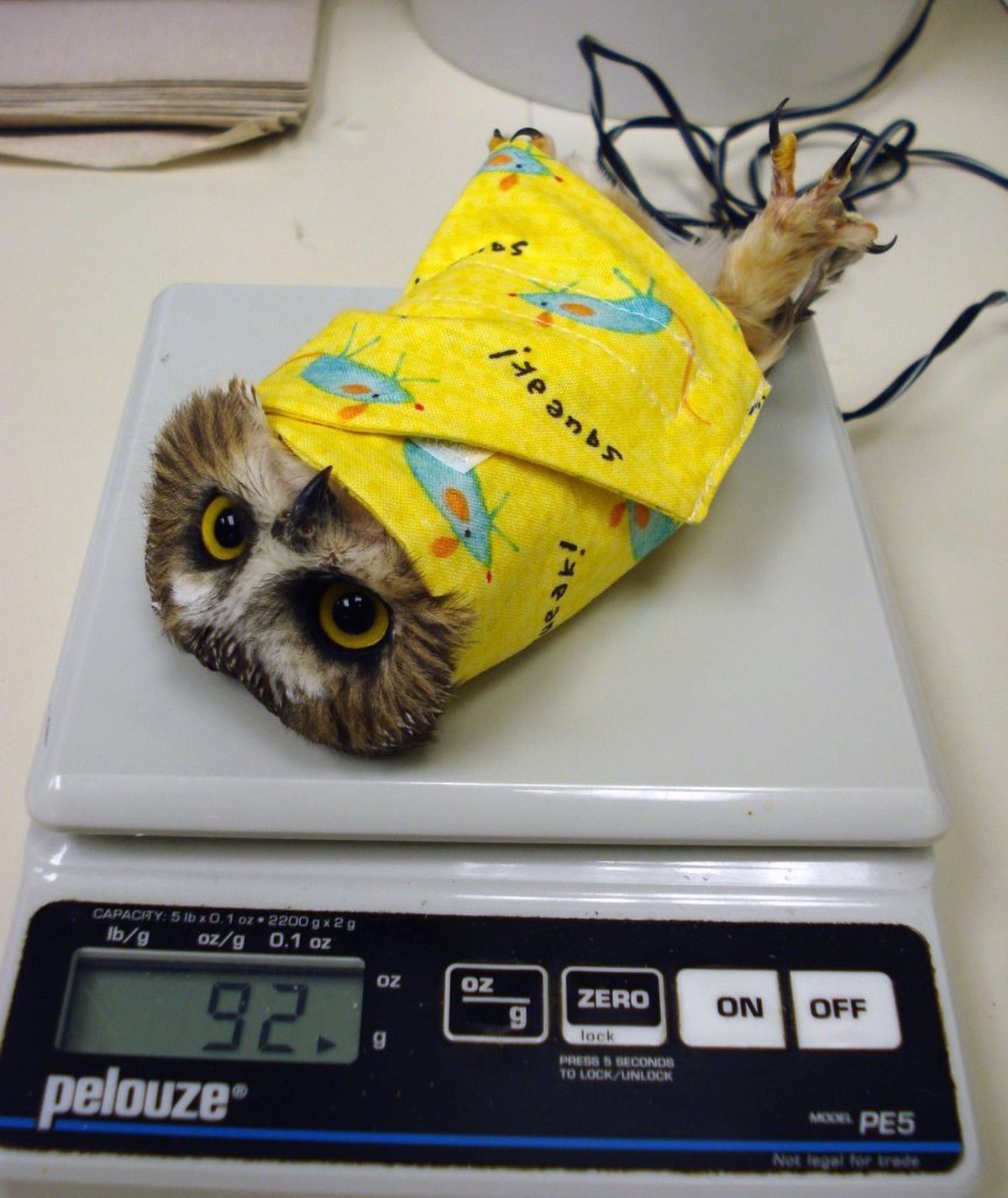 eulen in tücher

https://owlsintowels.org/gallery/