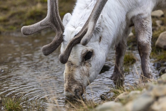 Portrait eines Spitzbergen-Ren Rangifer tarandus platyrhynchus, Säugetiere Mammalia, Longyearbyen, Spitzbergen, Svalbard Portrait of a Spitsbergen roe deer Rangifer tarandus platyrhynchus, Mammals Mam ...