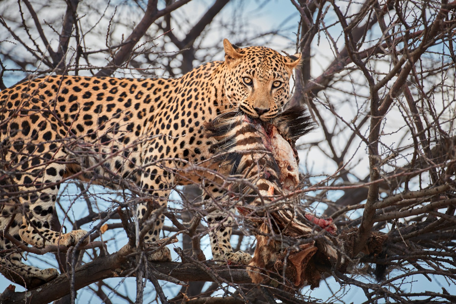 Portrait of African Leopard, Panthera pardus, close up male on a tree, eating prey, looking at camera. Wild animal action scene. Wildlife photography in Okonjima, Namibia. - Bilder