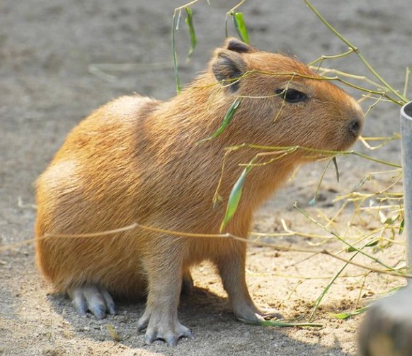 cute news tier capybara

https://www.reddit.com/r/capybara/comments/18l5xbv/good_morning/