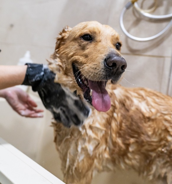 Hund Badewanne