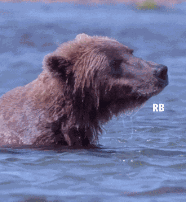 Animiertes GIF