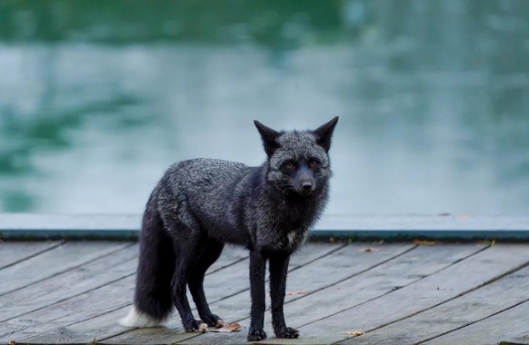 cute news tier silver fox

https://www.reddit.com/r/NatureIsFuckingCute/comments/1gwtgb2/those_ears/