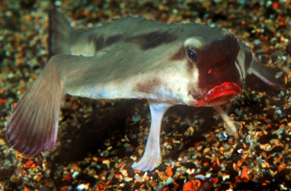 Seefledermaus (Ogcocephalus darwini)