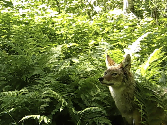 Lustige Tierbilder, aufgenommen mit einer Wildtierkamera