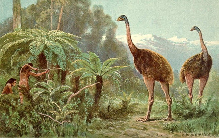 eine illustration von Heinrich Harder (1858-1935) über die moa-jagd

Moa. Unfortunately, poor Heinrich Harder seems not to have known that the Maori did not use bows and arrows.