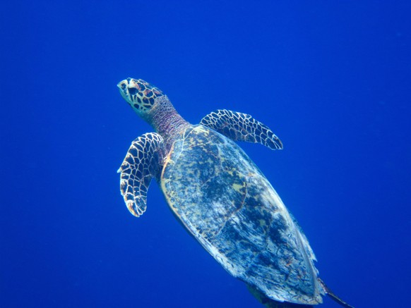 cute news animal schildkrote

https://imgur.com/t/marinelife/rXEALKU