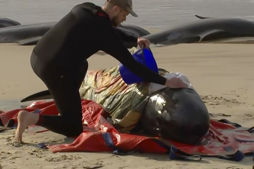 In this image made from a video, a rescuer pours water on one of stranded whales on Ocean Beach, near Strahan, Australia Wednesday, Sept. 21, 2022. More than 200 whales have been stranded on Tasmania� ...