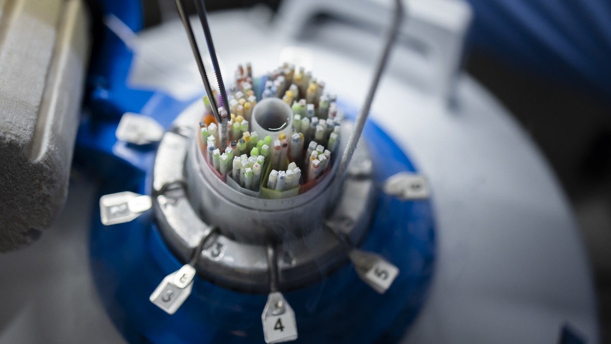 Ein Embryologe platziert Roehrchen mit gefrorenen Eizellen bei der Vitrifizierung von Eizellen in einem Lagerungstank fuer Kryokonservierung, gefuellt mit fluessigem Stickstoff, im IVF Labor der OVA I ...