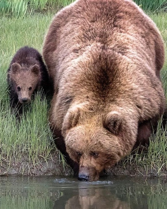 cute news tier bär

https://ch.pinterest.com/pin/1121888957180033438/