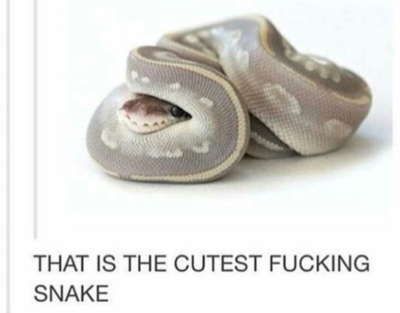 Cute Snake
Cute News
https://imgur.com/gallery/w8TIB