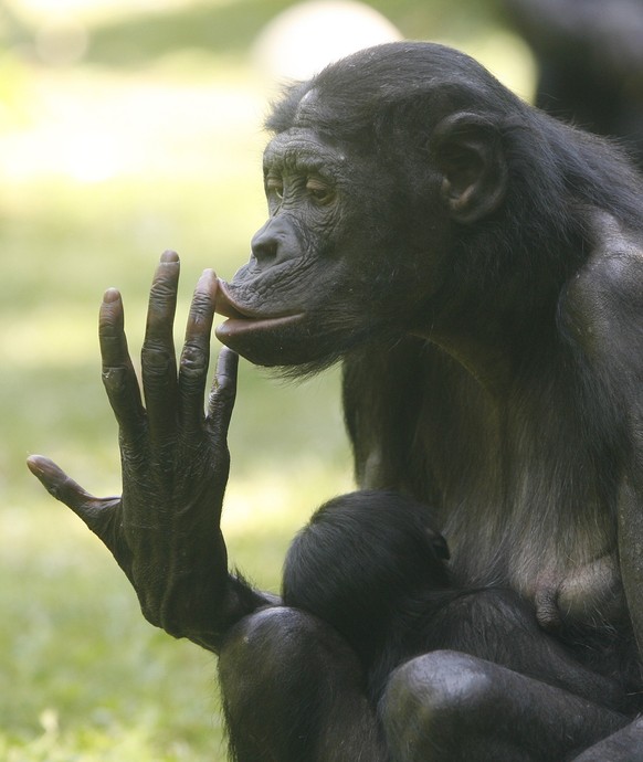 Das fuenfzehn Jahre alte Bonobo Weibchen Binti traegt am Donnerstag, 8. Juli 2010 im Zoo in Koeln, Nordrhein-Westfalen, ihr drei Wochen altes Baby durchs Gehege. Bonobos (Pan paniscus) sind etwas lang ...