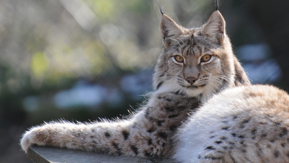 Eurasischer Luchs (Lynx Lynx)

https://upload.wikimedia.org/wikipedia/commons/1/1e/Lynx_lynx%2C_Luchs_03.JPG