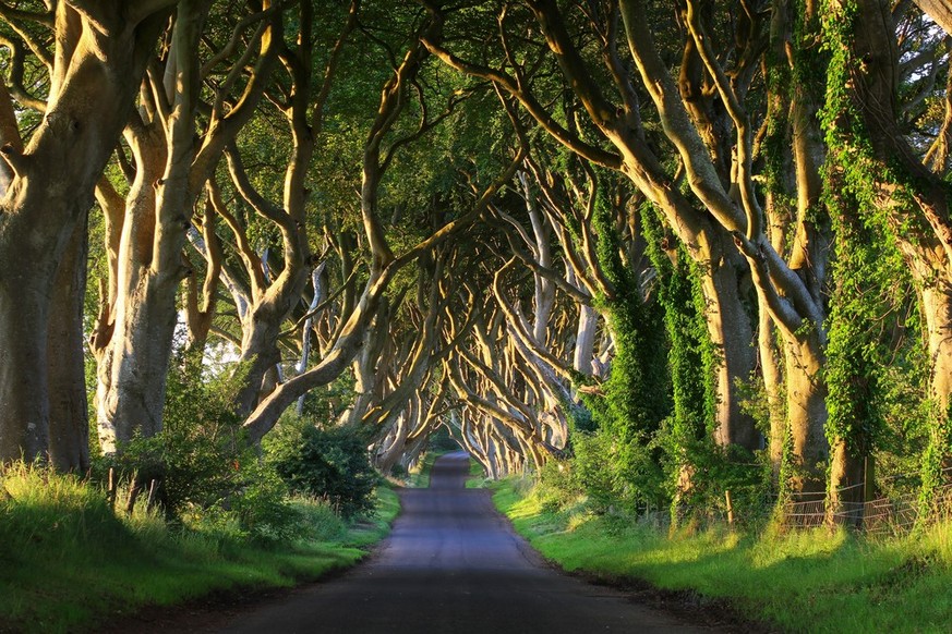 Spektakulärste Strassen der Welt Dark Hedges Nordirland