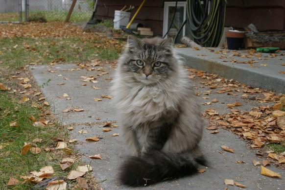 Katze
https://imgur.com/gallery/Ww0coL5