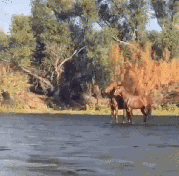 Animiertes GIF