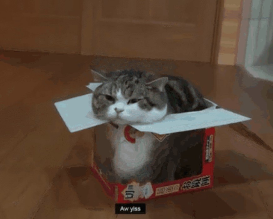 Wie kommt die Katze eigentlich in die Kiste? Wir zeigen's dir