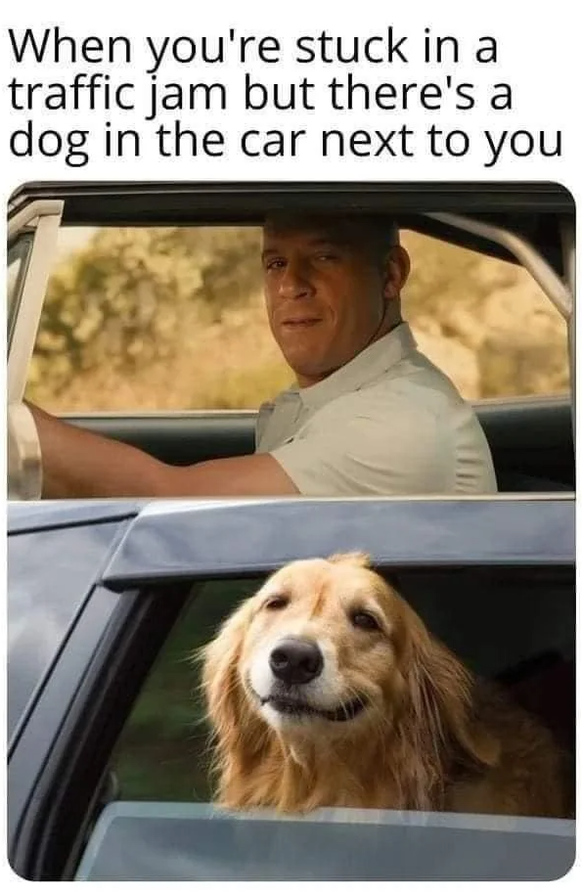 Lustige Memes mit Tieren