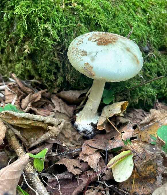 03.10.2025, Giftpilze. Schweiz, Brione, Ein Knollenbl�tterpilz im Waldboden, Der Gr�ne Knollenbl�tterpilz ist eine Pilzart aus der Familie Amanitaceae und der Gattung der Wulstlinge. Er gilt als einer ...