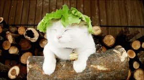 Der neuste Trend 2018: Frauen mit Salatköpfen
Sorry...aber wann lernen es diese Stock-Foto Agenturen endlich; alles ist besser wenn es von Katzen präsentiert wird: