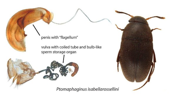 Ptomaphaginus isabellarossellini https://phys.org/news/2018-07-beetle-actress-biologist-isabella-rossellini.html
