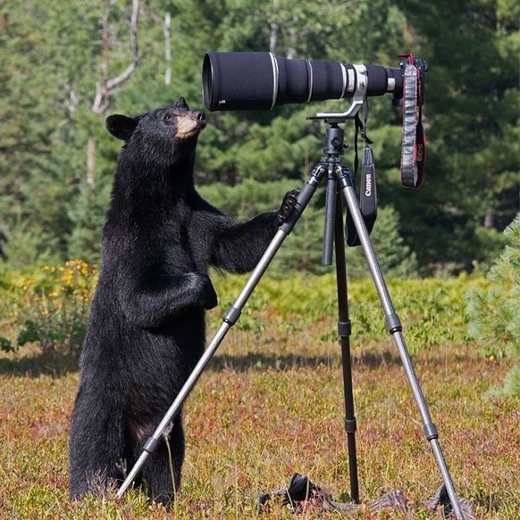 cute news tier bär

https://www.instagram.com/p/CFHfOdBgvC7/