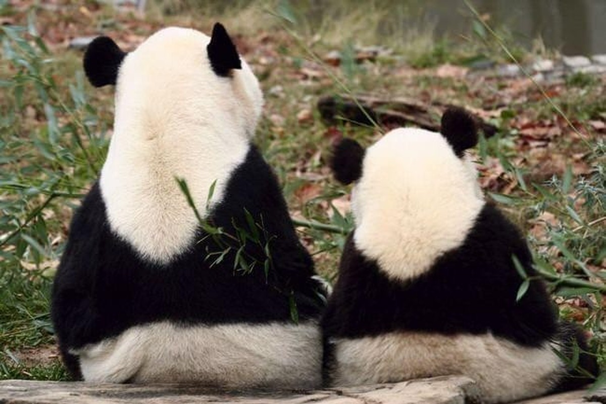 cute news animal tier 

https://imgur.com/t/animals/JL96i99