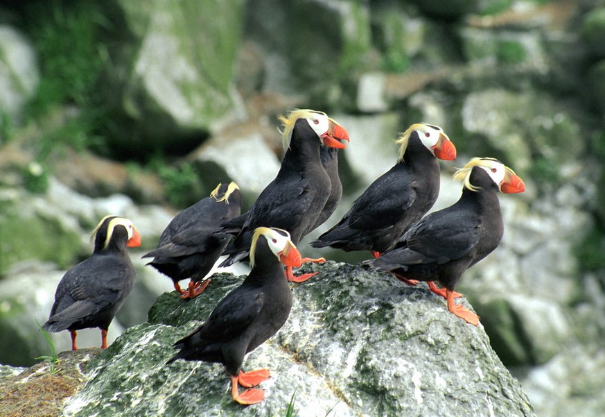 Tufted Puffin, Gelbschopflund