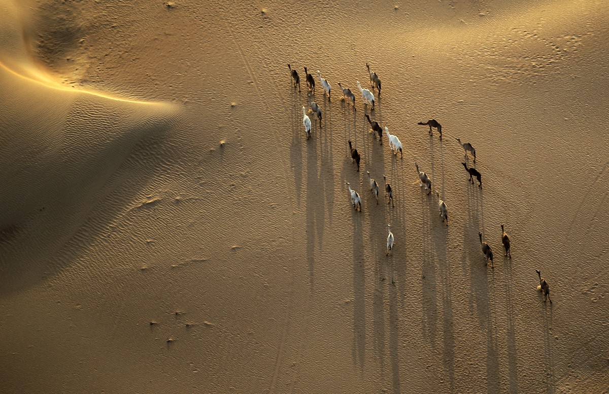 Camels are seen from a hot air balloon flying over the Margham desert about 60 km (37 miles) southeast of Dubai, United Arab Emirates, Tuesday, Oct. 21, 2014. (AP Photo/Kamran Jebreili)