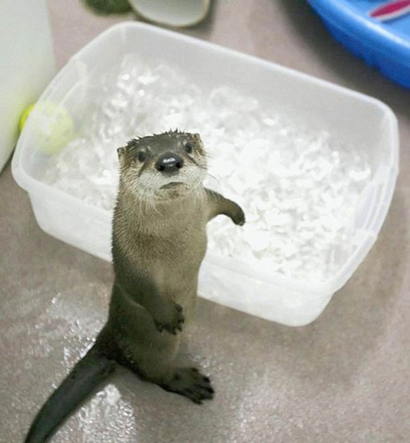 Otter, Otten
Cute News
http://imgur.com/t/aww/z8INJ