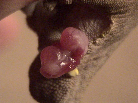Der Hemipenis eines Kronengeckos.