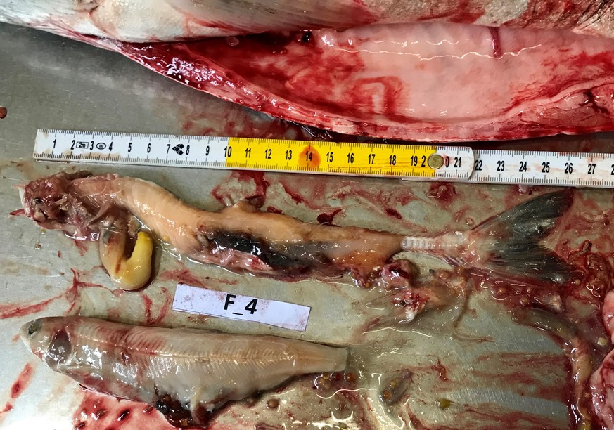 Der Mageninhalt eines gefangenen Namaycush:&nbsp;Zwei gefressene einheimische Seesaiblinge in der Grösse von 26.5 und 20 Zentimetern.