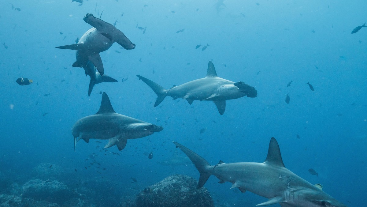 epa09340502 An undated handout photo made available by Pelayo Salinas of the Charles Darwin Foundation of various sharks in the waters of the Galapagos Islands, including female hammerheads. A veil of ...